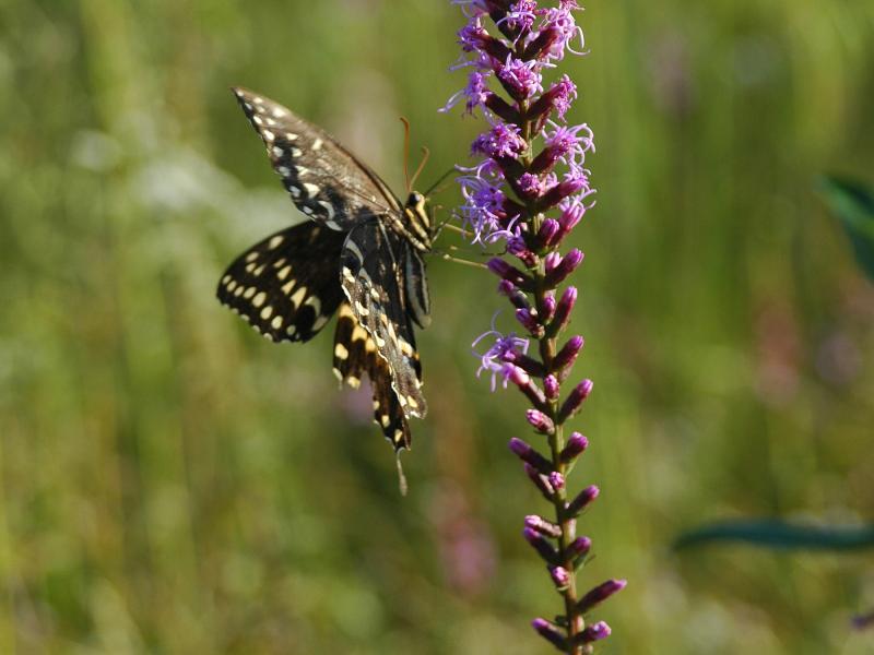 Weeks Bay Pitcher Plant Bog Outdoor Alabama
